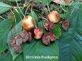 Monilinia fructigena-amf1294